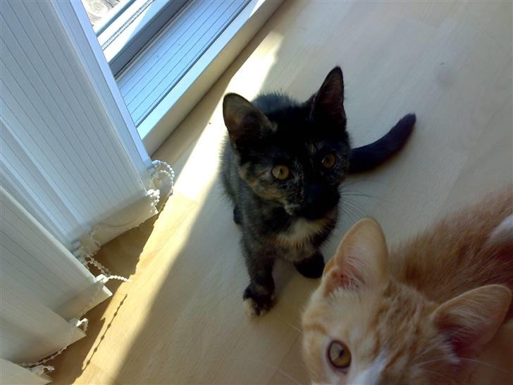 Huskat Bastet - Mig og Broder Gaddafi billede 1