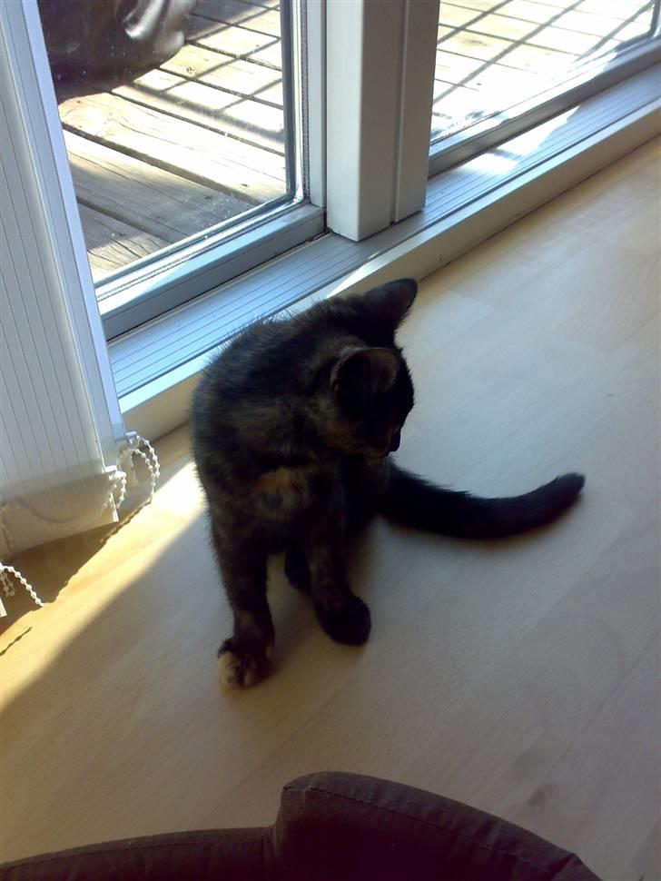 Huskat Bastet billede 2