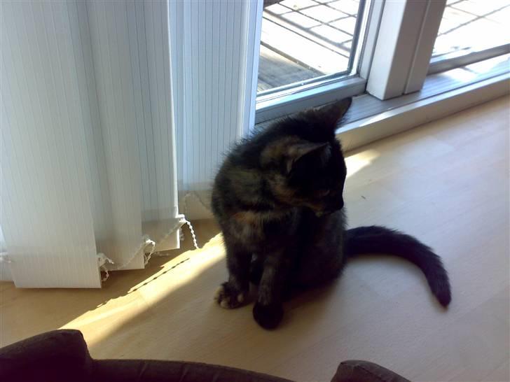 Huskat Bastet billede 3