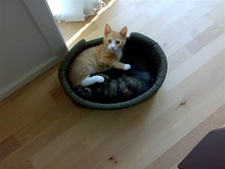 Huskat Bastet - Ligger her med min bror, Gaddafi billede 4