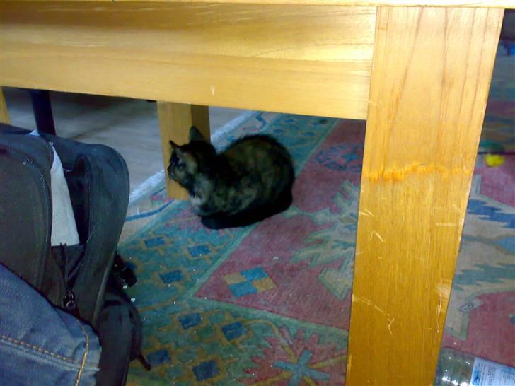 Huskat Bastet billede 5