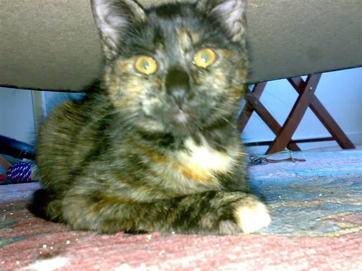 Huskat Bastet billede 6