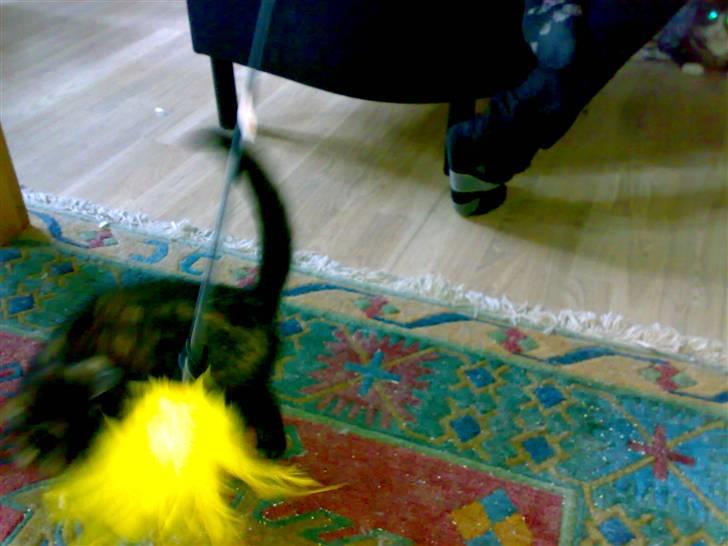 Huskat Bastet billede 7