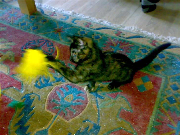 Huskat Bastet - En lille prinsesse i hus med en stor hankat - jeg må hellere træne... billede 8