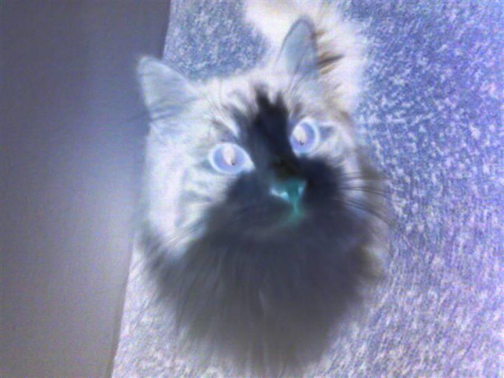 Blanding af racer Balder - Panda Balder billede 14