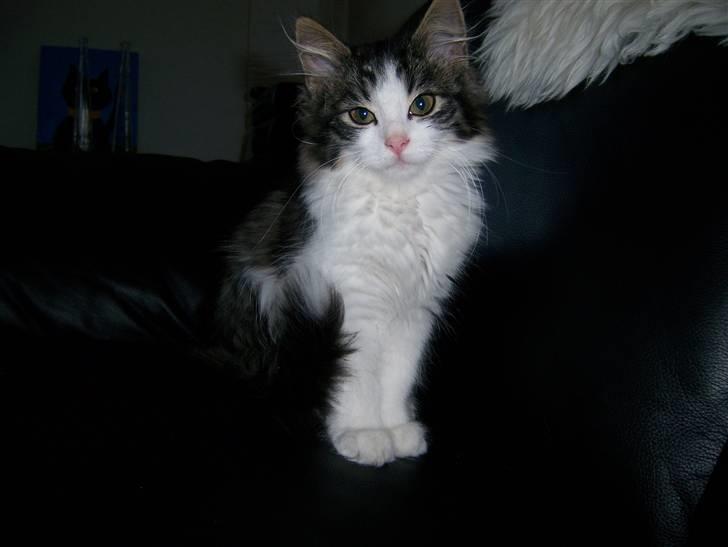 Blanding af racer Balder - Balder elsker at poserer for kameraet  billede 15