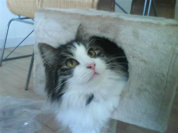 Blanding af racer Balder - Balder i deres helt nye kradsetræ (nr 3) billede 16