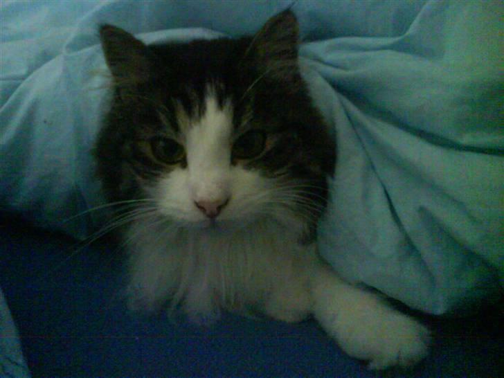 Blanding af racer Balder - Balder putter under dynen billede 17