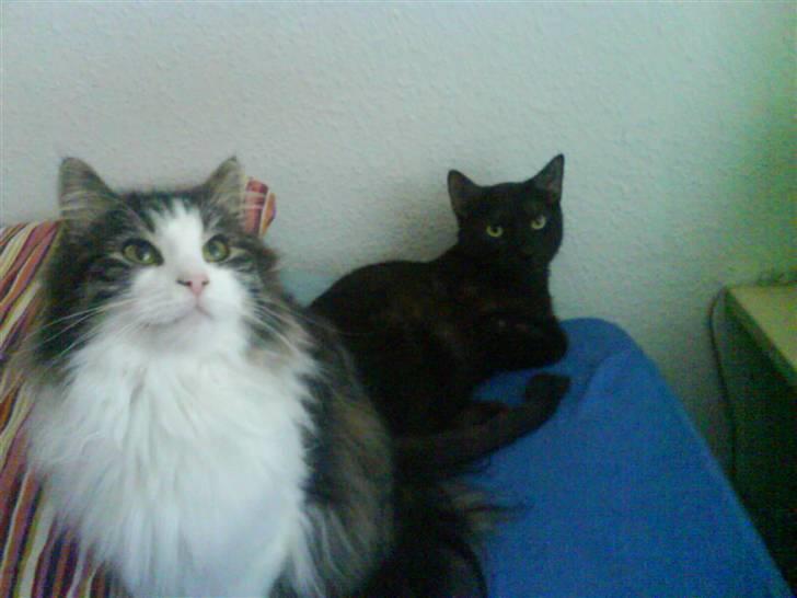 Blanding af racer Balder - Balder og Romeo i sengen billede 18