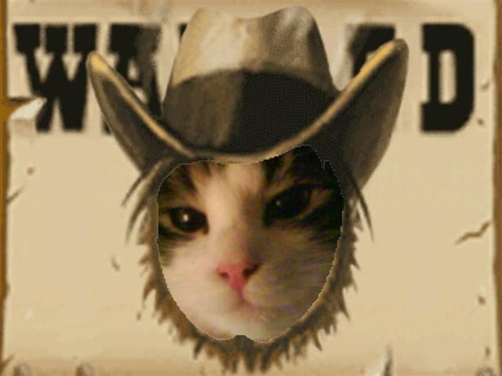 Blanding af racer Balder - Wanted :) billede 19