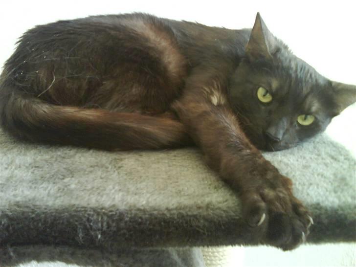 Huskat Romeo - Uff pas på de farlige klør billede 14