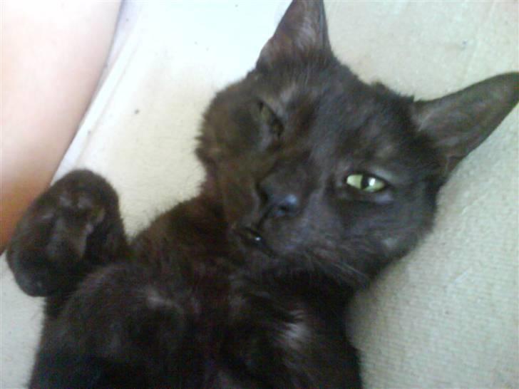 Huskat Romeo - Romeo putter billede 15