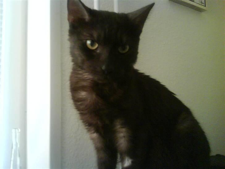 Huskat Romeo - Smukkemis billede 16