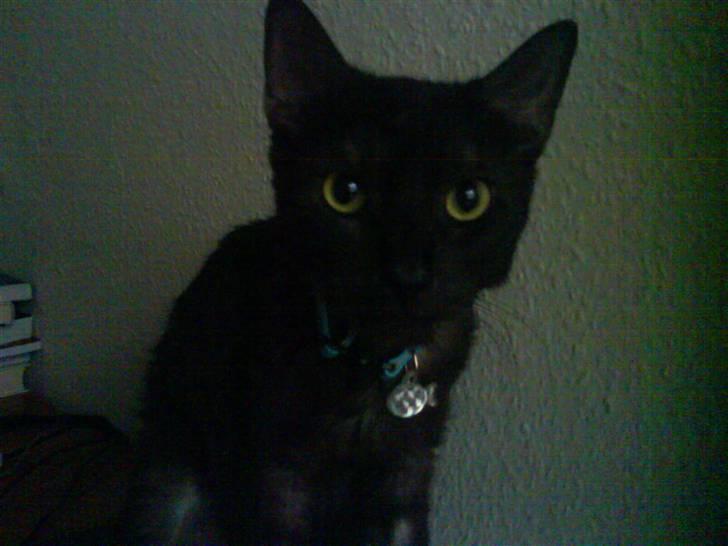 Huskat Romeo - Halløj! billede 17