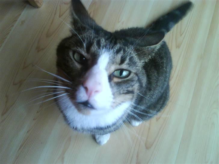 Huskat Oliver - Oliver der kigger op på mor billede 16