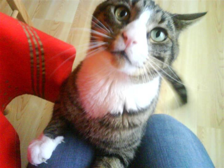 Huskat Oliver - Op på mors skød  billede 17