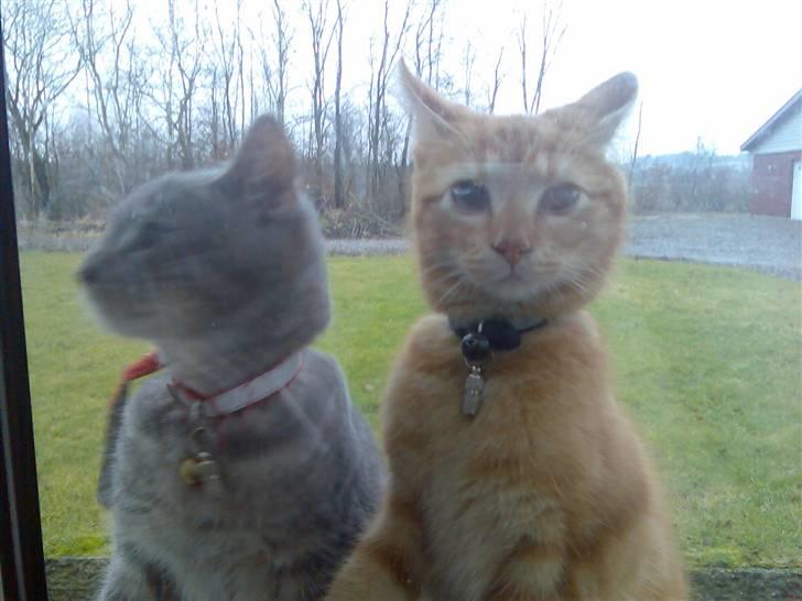 Huskat garfield ( er løbet væk) billede 6