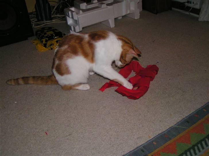 Huskat Mille - Engang i mellem, vist nok en gang om året, får jeg en julegave..  :-) billede 4