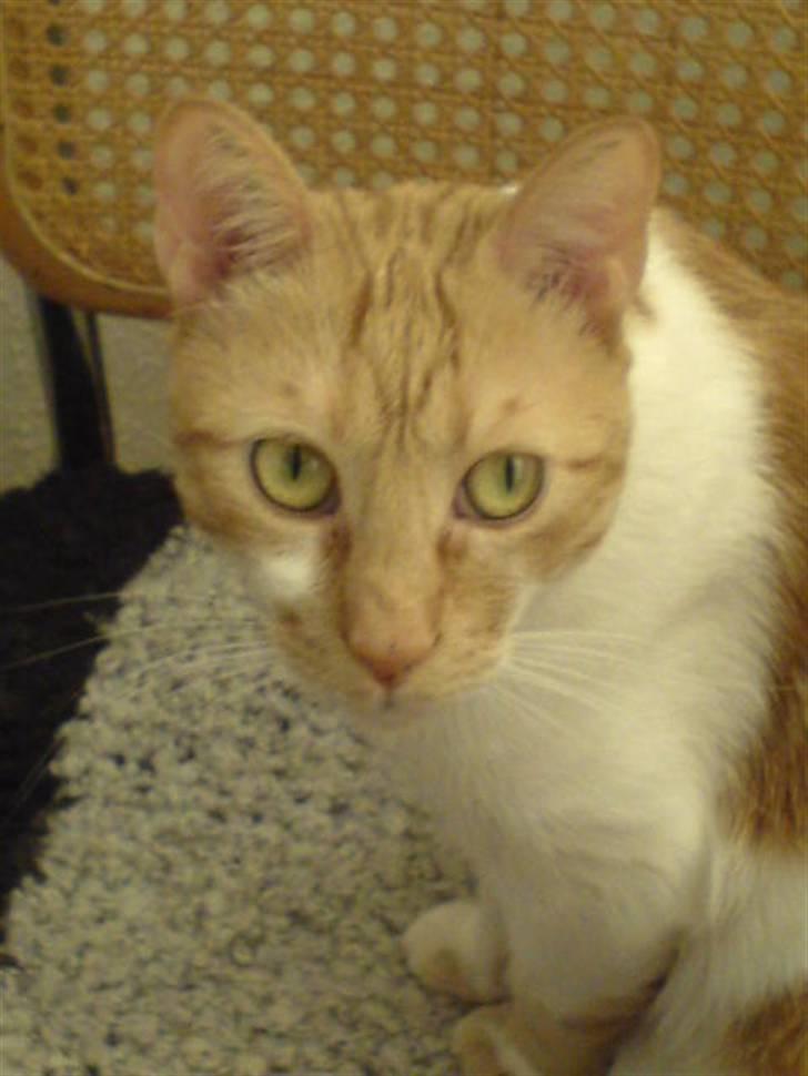 Huskat Mille - Jeg vil gerne have noget mad NU...  :-) billede 5