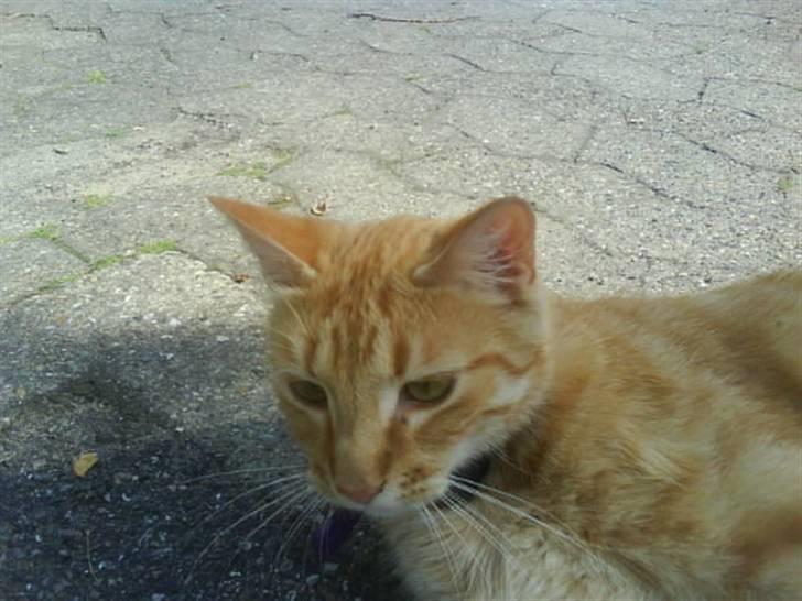 Huskat garfield nye billeder billede 11