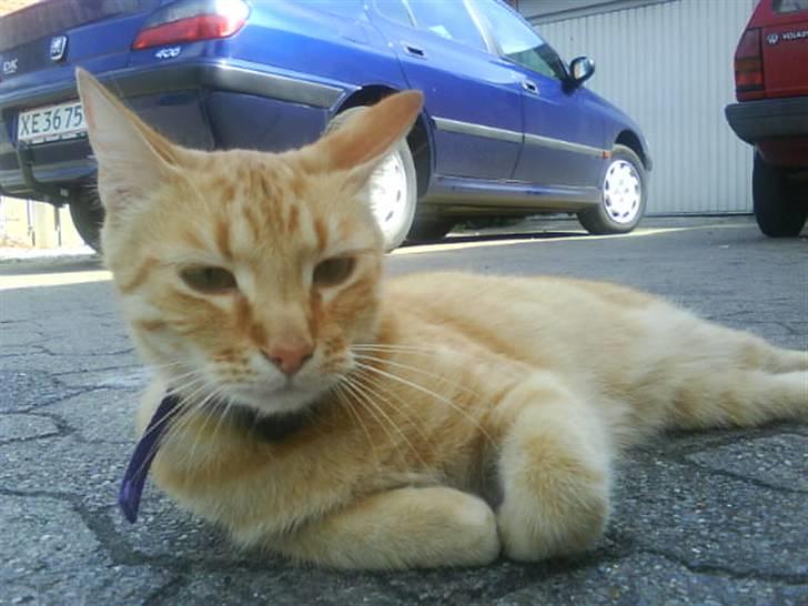 Huskat garfield nye billeder billede 12