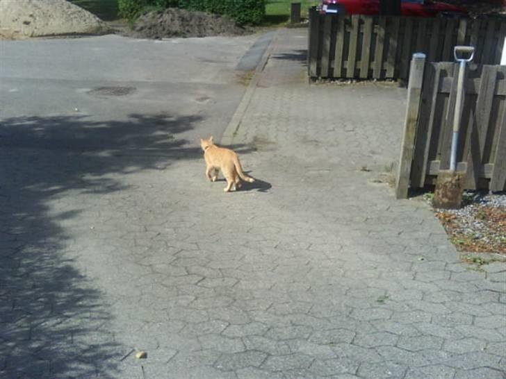 Huskat garfield nye billeder billede 13