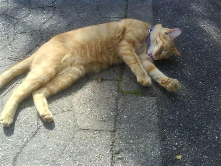 Huskat garfield nye billeder billede 14