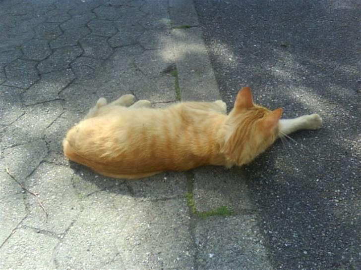 Huskat garfield nye billeder billede 15