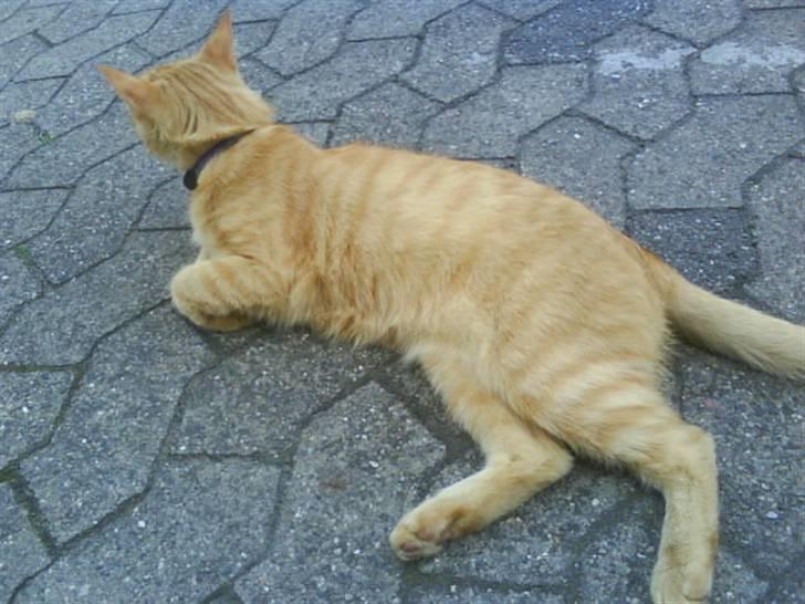 Huskat garfield nye billeder billede 16