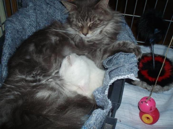 Huskat Sputnik - Det er nu godt at "putte" sig ind til en coon...  billede 7