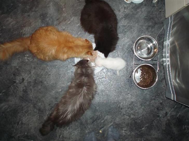 Huskat Sputnik - Så er det mad tid... billede 8