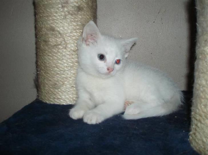 Huskat Sputnik billede 9