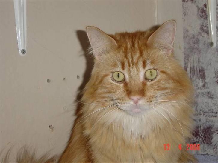 Maine Coon Thor billede 1