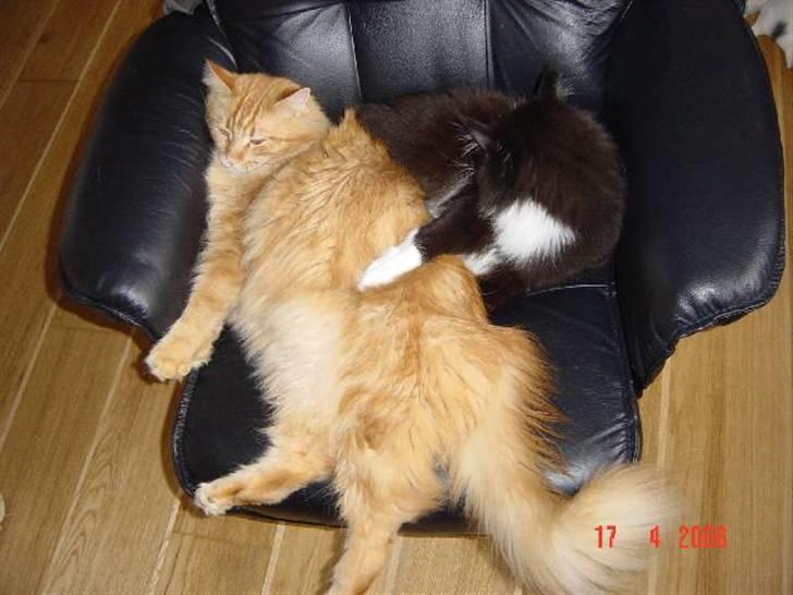 Maine Coon Thor billede 2