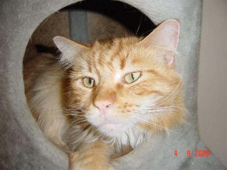 Maine Coon Thor billede 3