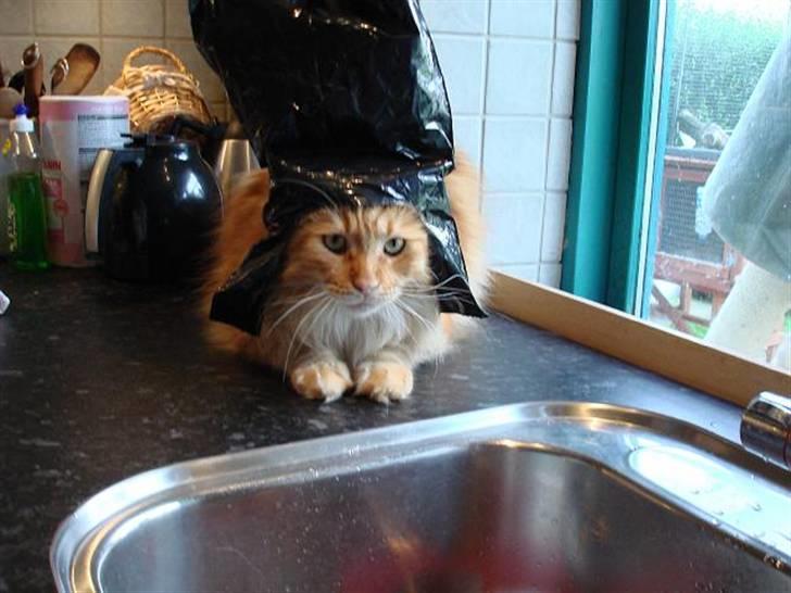 Maine Coon Thor billede 4