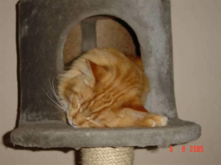 Maine Coon Thor billede 5