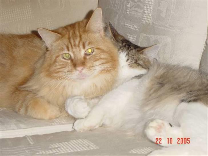Maine Coon Thor billede 6
