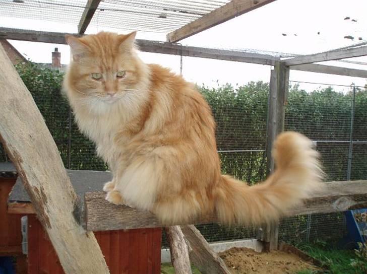 Maine Coon Thor billede 7