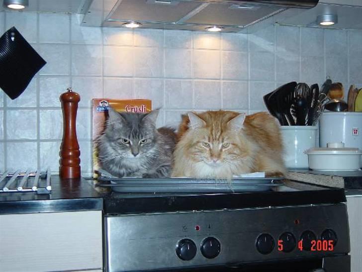 Maine Coon Thor billede 8