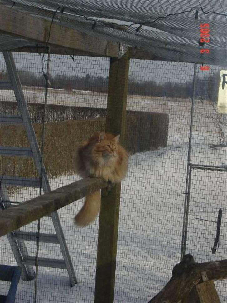 Maine Coon Thor billede 9