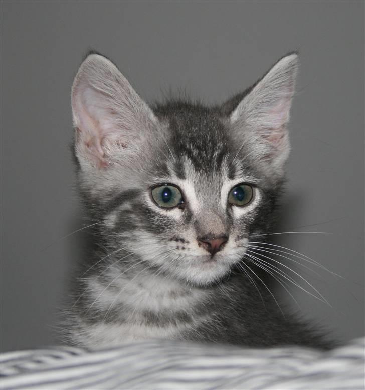 Blanding af racer Pjuske - Jeg er så smuk i profil, så jeg lader bare som om at jeg ikke ved at der bliver taget billede *g* billede 1