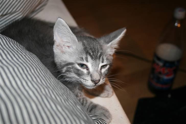 Blanding af racer Pjuske - Åhh neeej... Bare 10 min. mere på øjet mor .. billede 2