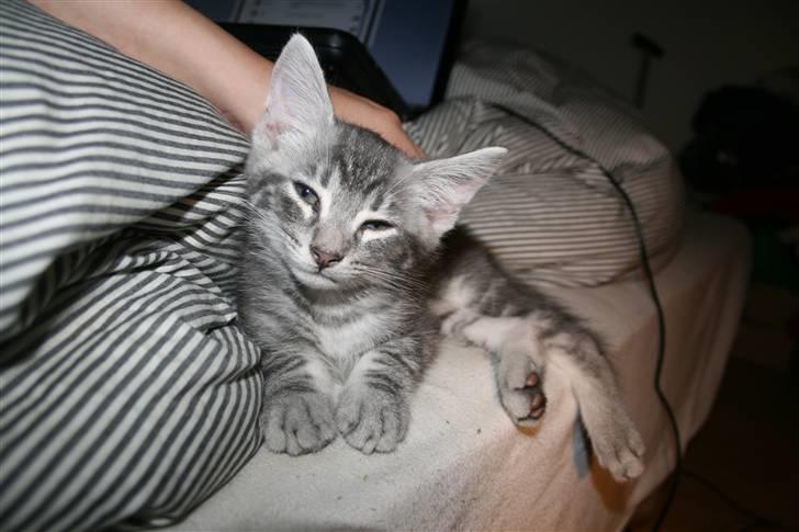 Blanding af racer Pjuske - Ahhh hvor vi nusser ! billede 3