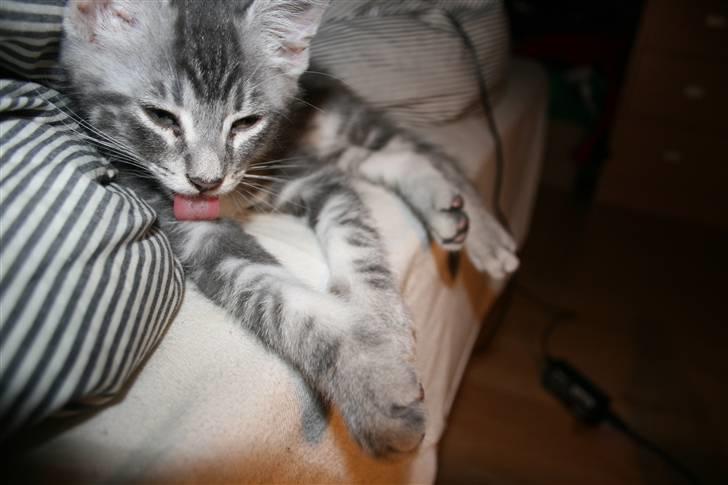 Blanding af racer Pjuske - Så er det blevet tid til et morgenbad :O) billede 4