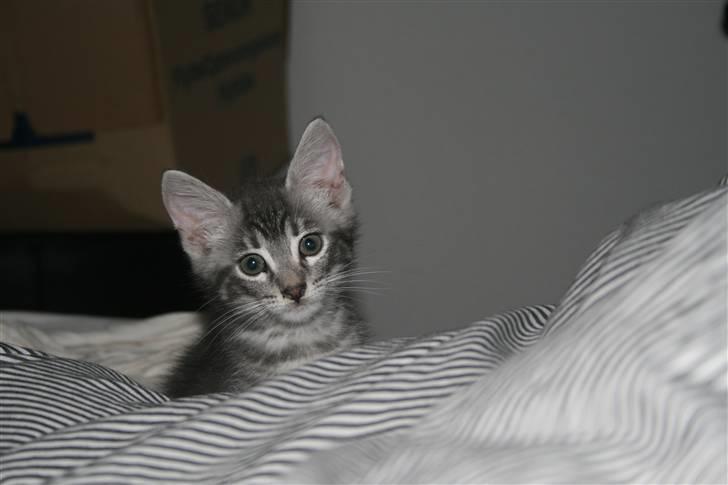 Blanding af racer Pjuske - Er det mig du tager billede af mor? billede 5