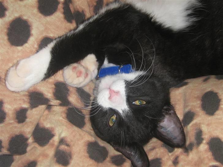 Huskat Jack billede 5