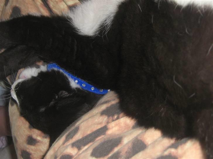 Huskat Jack billede 6