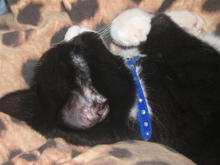 Huskat Jack billede 7