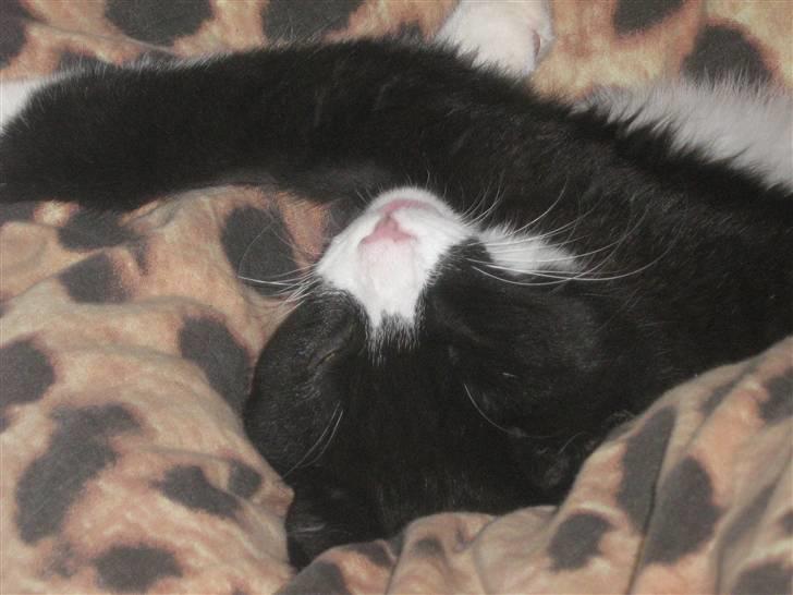 Huskat Jack billede 8